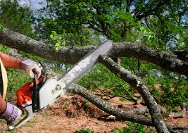 How Our Tree Care Process Works  in  Leesville, LA