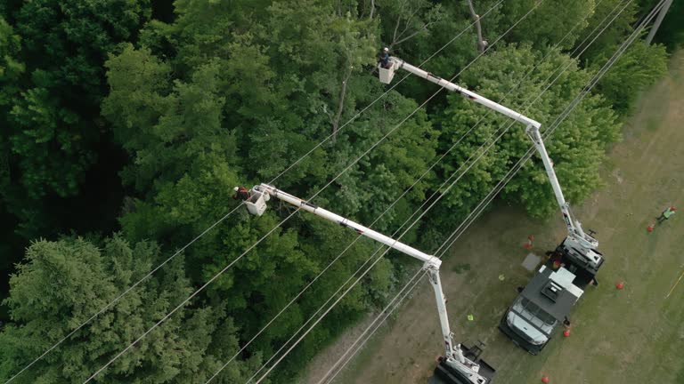 Best Storm Damage Tree Cleanup  in Leesville, LA